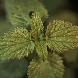 Zelf minerale en biologische plantvoeding maken