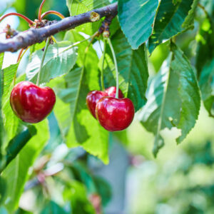 Vervolgcursus Gezonde (voedsel)planten op een levende bodem