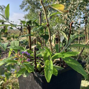 Zelf plantgoed vermeerderen