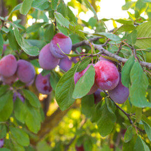 Gezonde (voedsel)planten op een levende bodem
