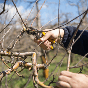 Zelf fruitbomen snoeien (Dussen)